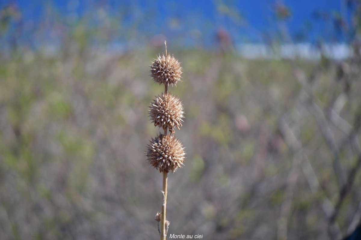 64. Leonotis nepetifolia Monte au ciel Lamiaceae AMPHINATURALISE Envahissant seulement en milieux perturbés 64.jpeg