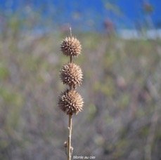 64. Leonotis nepetifolia Monte au ciel Lamiaceae AMPHINATURALISE Envahissant seulement en milieux perturbés 64.jpeg