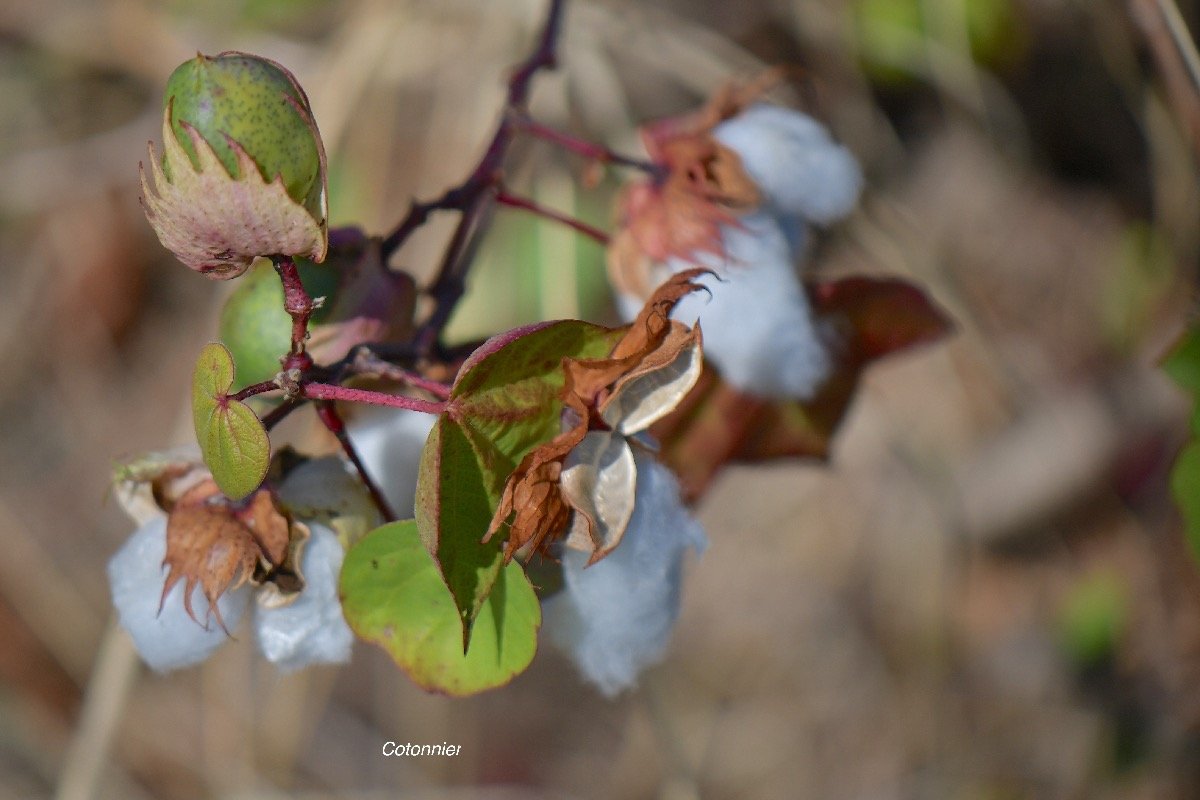 65. Gossypium herbaceum Cotonnier Malvaceae CULTIVE 65.jpeg