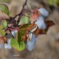 65. Gossypium herbaceum Cotonnier Malvaceae CULTIVE 65.jpeg