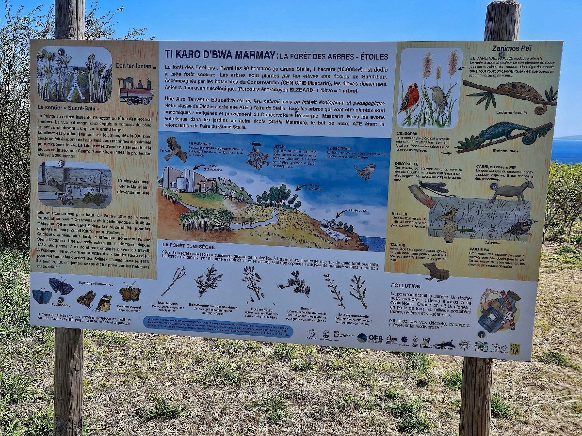 66. La forêt des écoliers 66 .jpeg