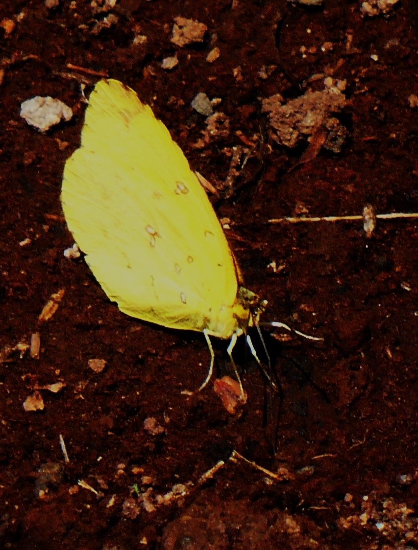 Eurema floricola ceres.JPG