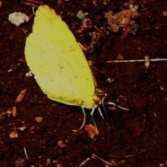 Eurema floricola ceres.JPG