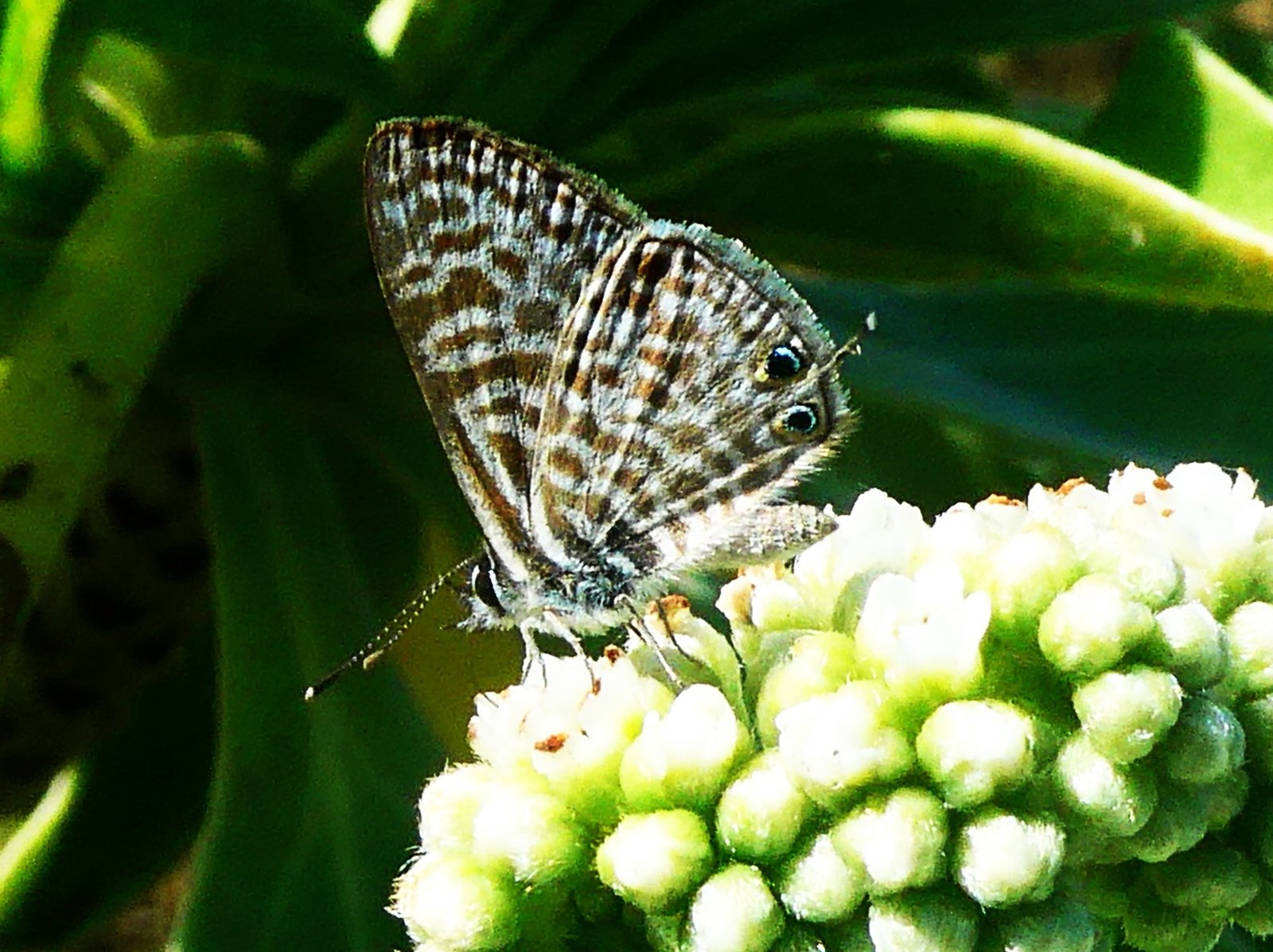 Lampides pirithous sur Heliotropium foertherianum (2).JPG