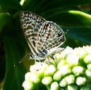 Lampides pirithous sur Heliotropium foertherianum (2).JPG