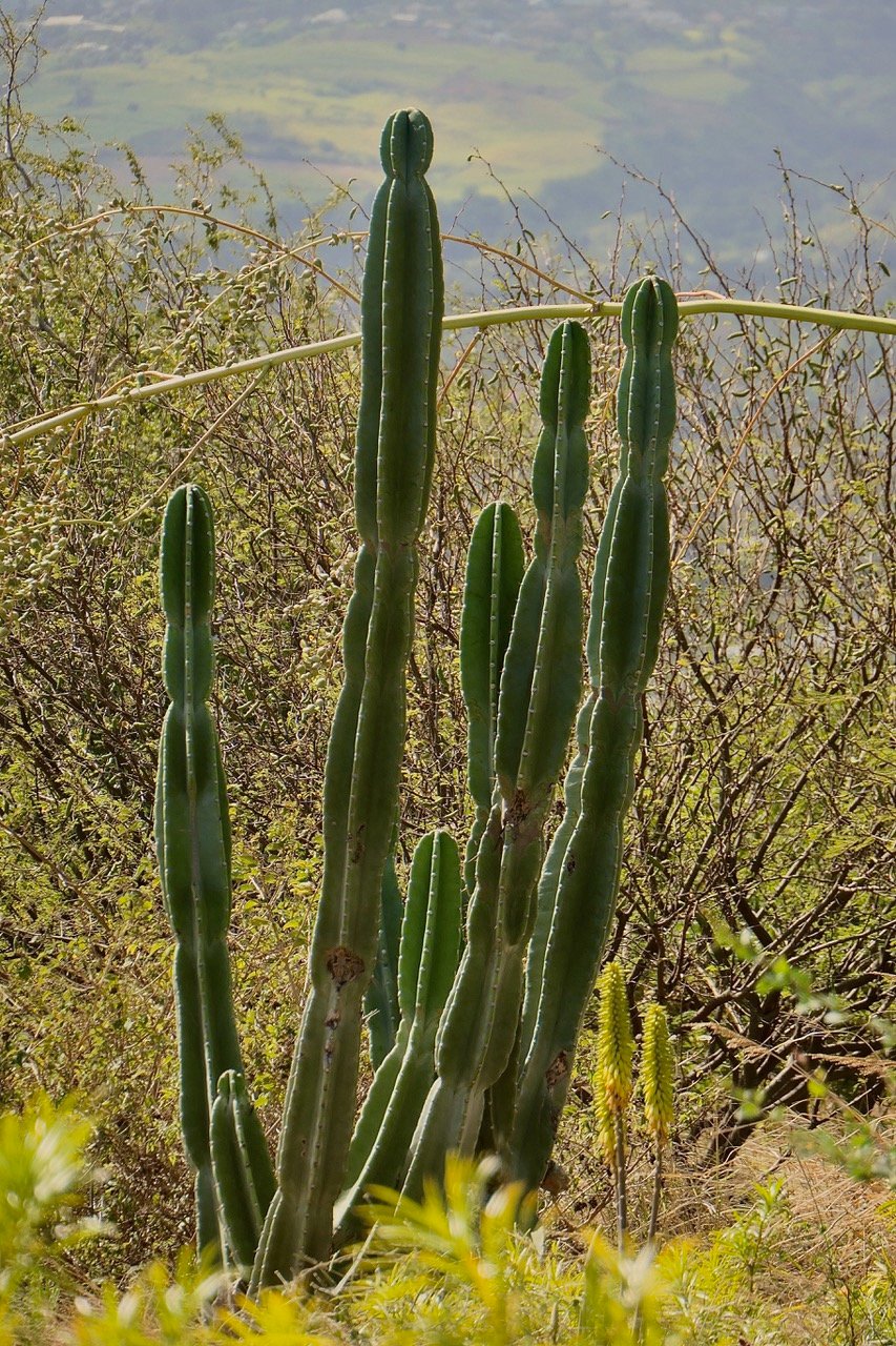 ? Cereus repandus.cactaceae.espèce cultivée..jpeg