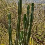? Cereus repandus.cactaceae.espèce cultivée..jpeg