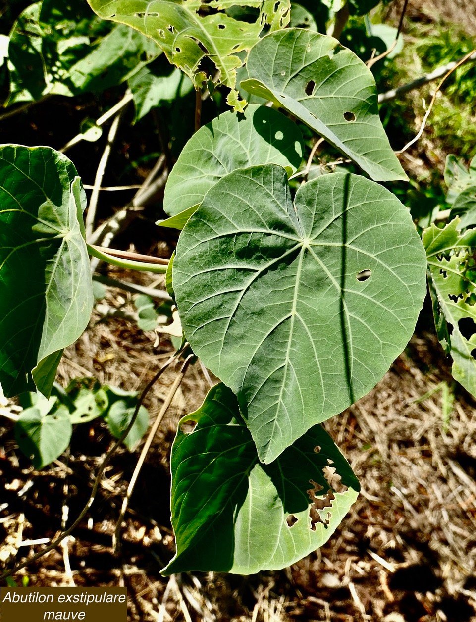 Abutilon exstipulare (Cav.)G.Don  .mauve. feuille cordée à marge entière .malvaceae.endémique Réunion..jpeg