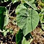 Abutilon exstipulare (Cav.)G.Don  .mauve. feuille cordée à marge entière .malvaceae.endémique Réunion..jpeg