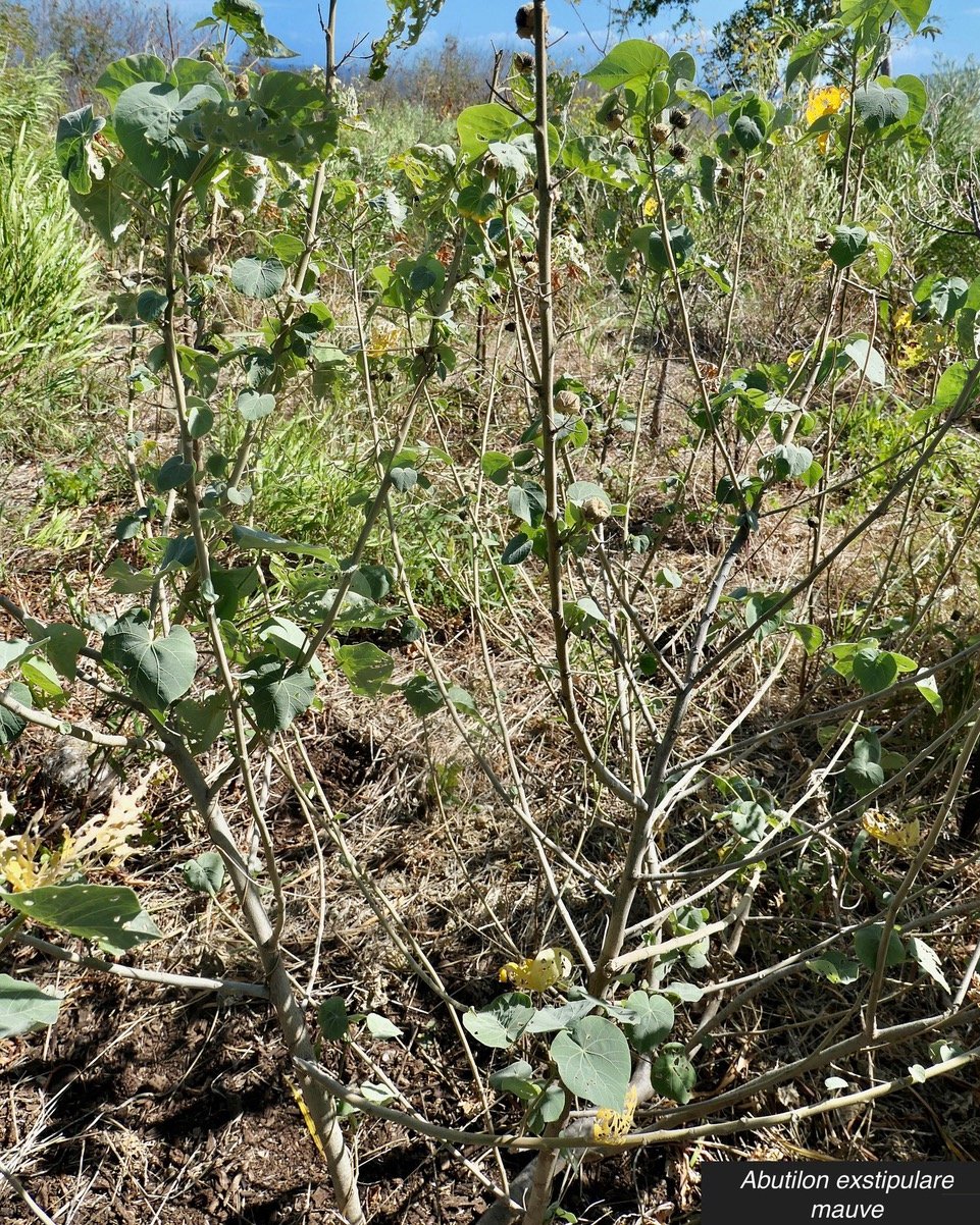 Abutilon exstipulare (Cav.)G.Don  .mauve. malvaceae.endémique Réunion..jpeg
