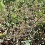 Abutilon exstipulare (Cav.)G.Don  .mauve. malvaceae.endémique Réunion..jpeg