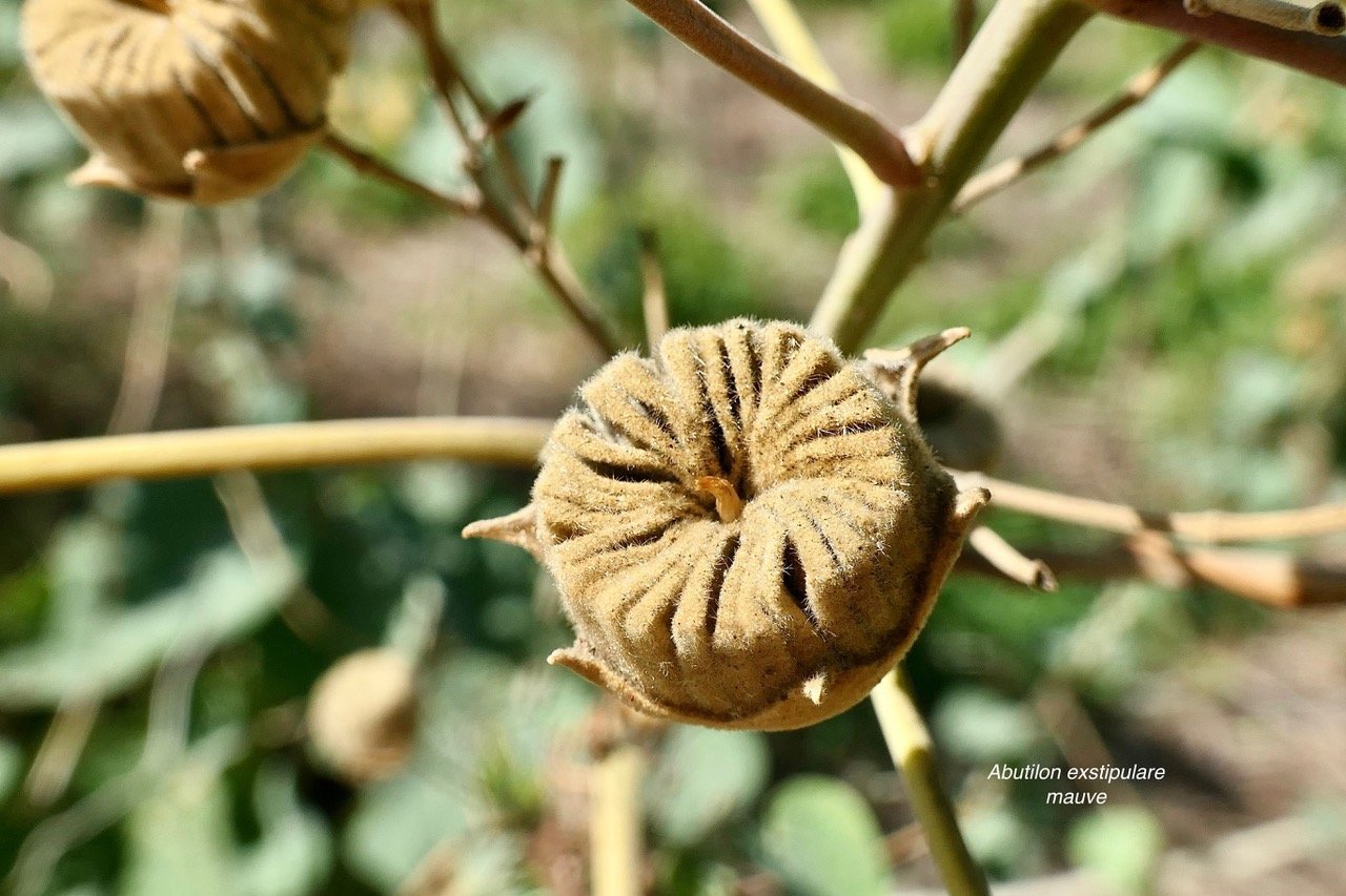 Abutilon exstipulare (Cav.)G.Don  .mauve.( fruit ) malvaceae.endémique Réunion..jpeg