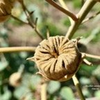 Abutilon exstipulare (Cav.)G.Don  .mauve.( fruit ) malvaceae.endémique Réunion..jpeg