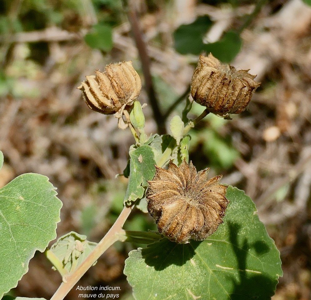 Abutilon indicum.mauve du pays.malvaceae.assimilé indigène. (1).jpeg
