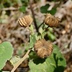 Abutilon indicum.mauve du pays.malvaceae.assimilé indigène. (1).jpeg