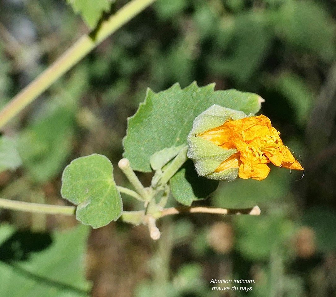 Abutilon indicum.mauve du pays.malvaceae.assimilé indigène..jpeg