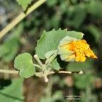 Abutilon indicum.mauve du pays.malvaceae.assimilé indigène..jpeg