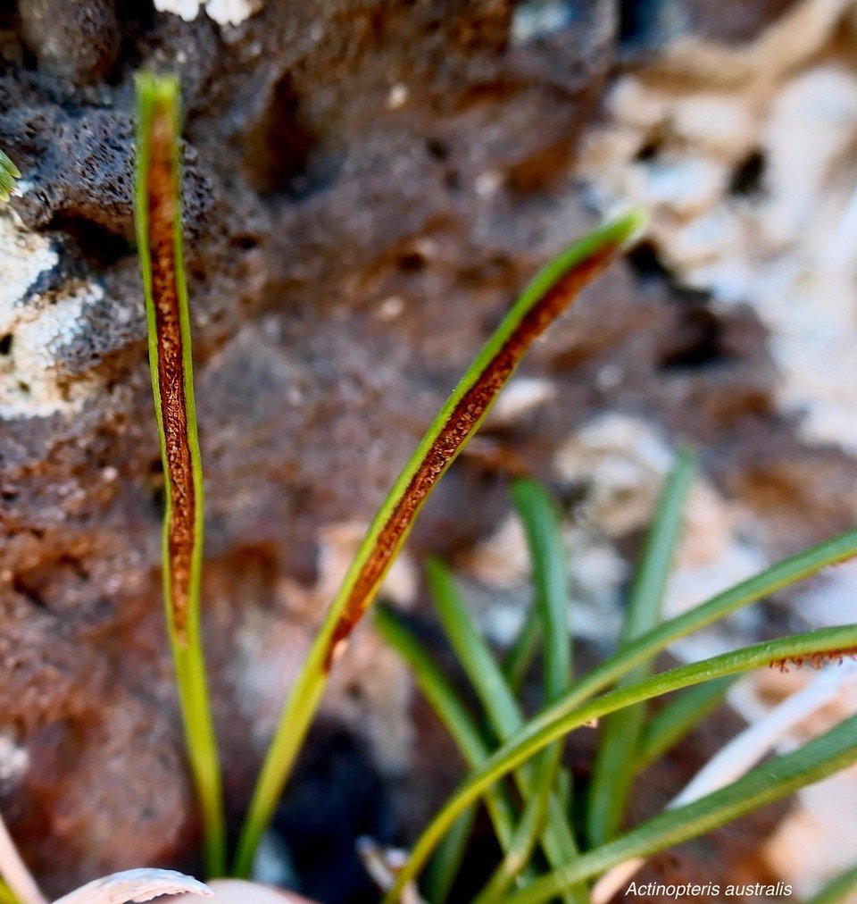 Actinopteris australis .face inférieure des frondes.. pteridaceae.endémique Réunion Maurice..jpeg