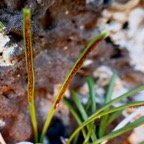 Actinopteris australis .face inférieure des frondes.. pteridaceae.endémique Réunion Maurice..jpeg