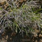 Actinopteris australis. pteridaceae.endémique Réunion Maurice. (1) 2.jpeg