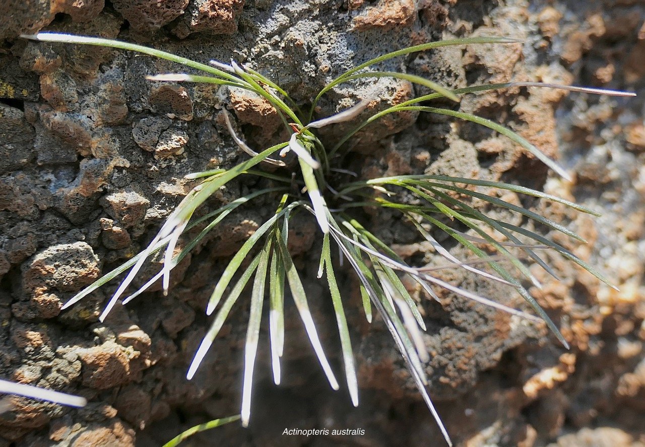 Actinopteris australis. pteridaceae.endémique Réunion Maurice..jpeg