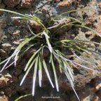 Actinopteris australis. pteridaceae.endémique Réunion Maurice..jpeg