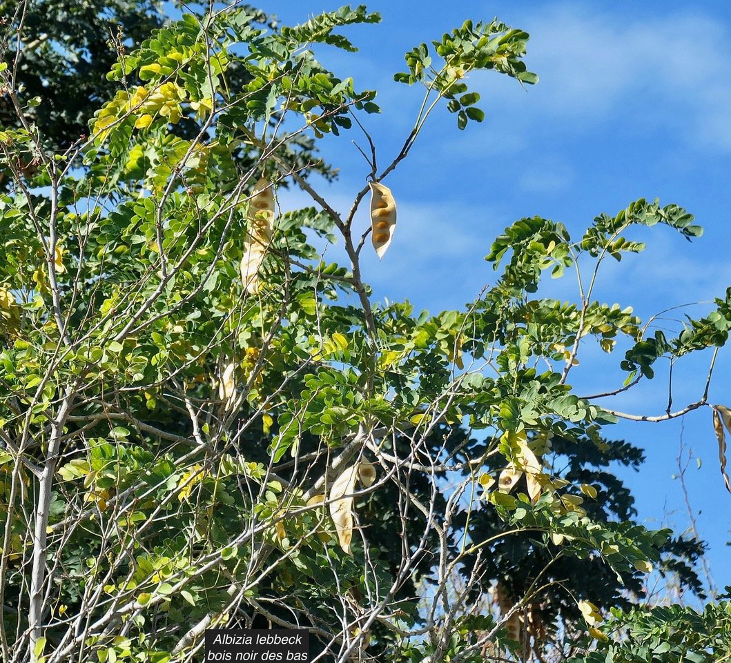 Albizia lebbeck .bois noir.bois noir des bas.fabaceae.amphinaturalisé.envahissant..jpeg