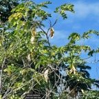 Albizia lebbeck .bois noir.bois noir des bas.fabaceae.amphinaturalisé.envahissant..jpeg