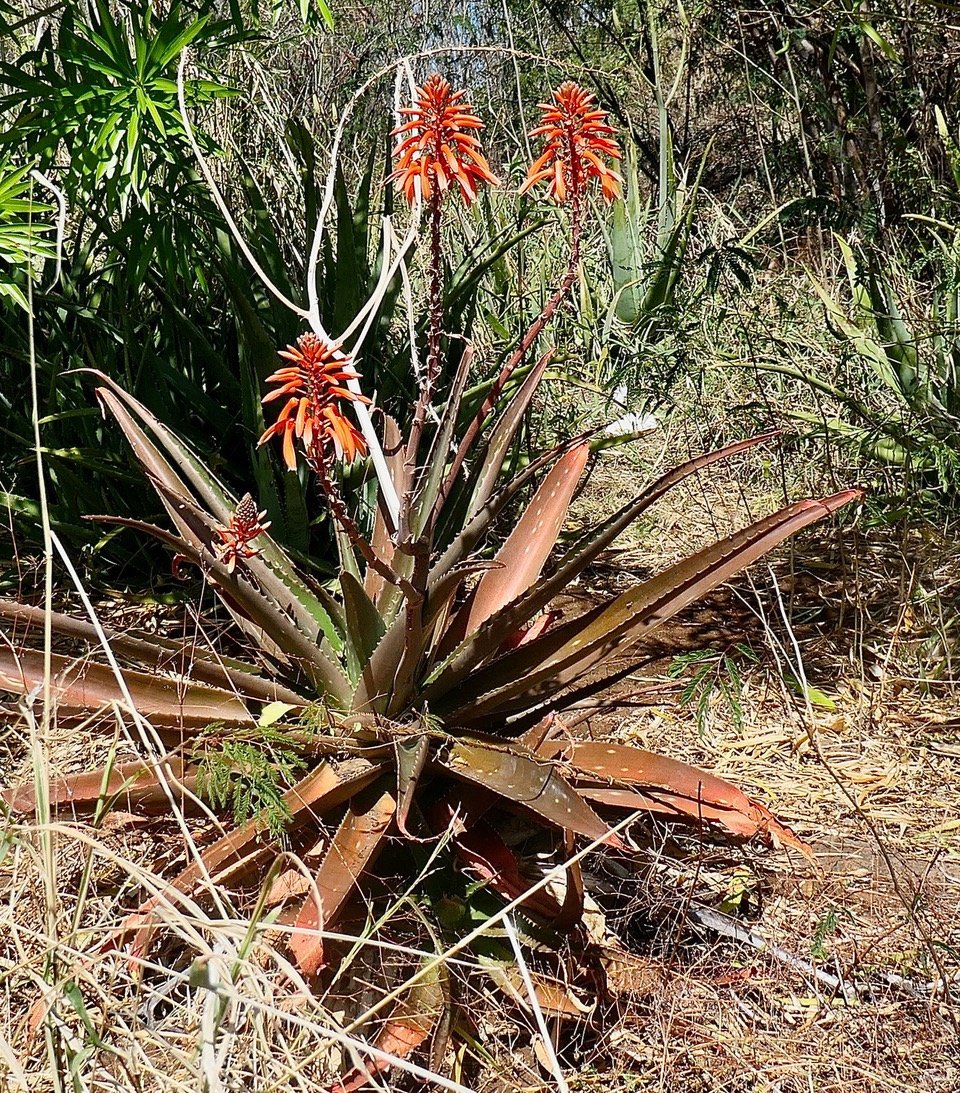 Aloe maculata ?. asparagaceae. espèce cultivée..jpeg