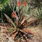 Aloe maculata ?. asparagaceae. espèce cultivée..jpeg