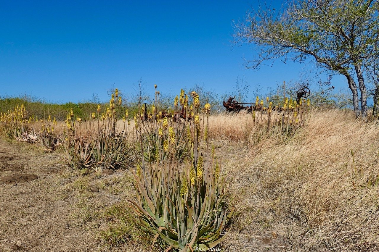 Aloe vera.mazambron.aloès amer.asphodelaceae.stenonaturalisé (1).jpeg