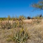 Aloe vera.mazambron.aloès amer.asphodelaceae.stenonaturalisé (1).jpeg