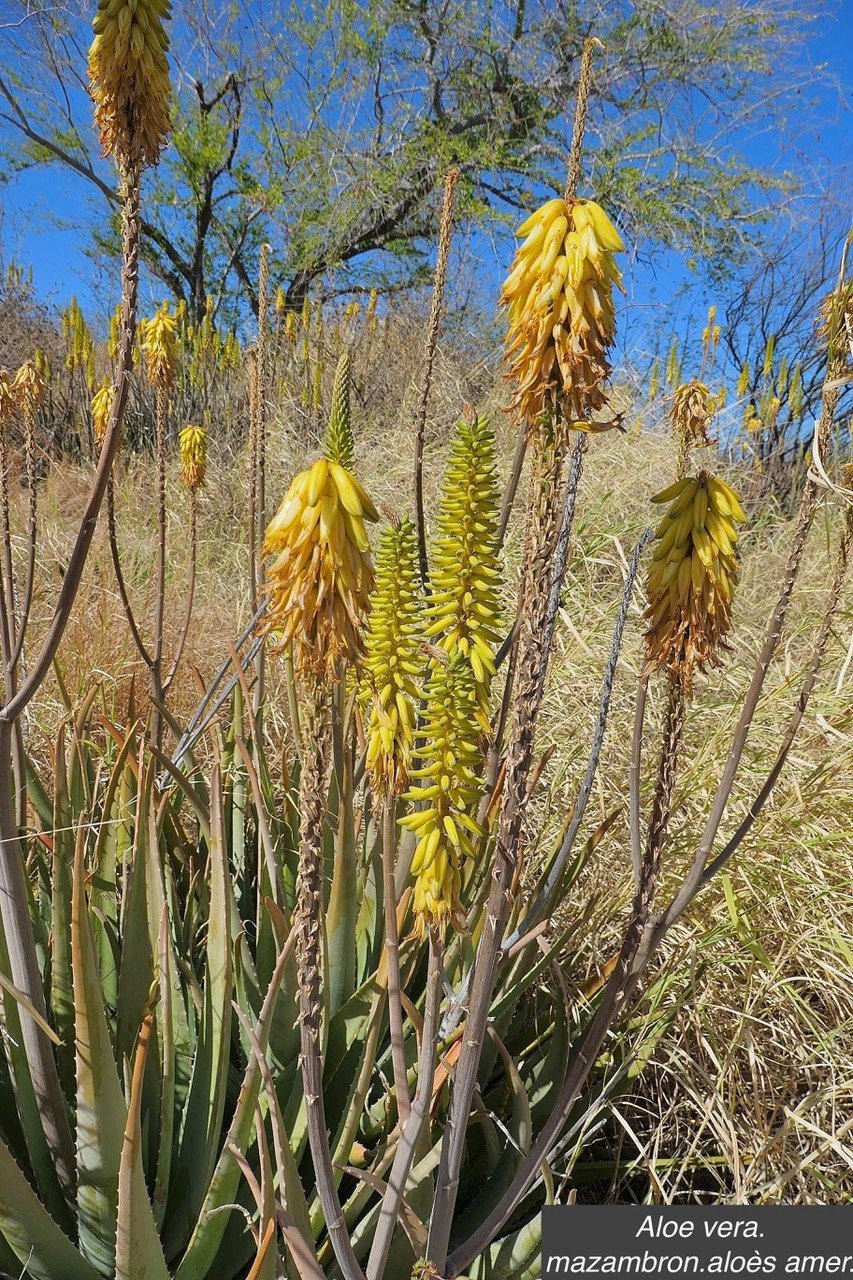 Aloe vera.mazambron.aloès amer.asphodelaceae.stenonaturalisé.jpeg