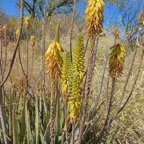 Aloe vera.mazambron.aloès amer.asphodelaceae.stenonaturalisé.jpeg