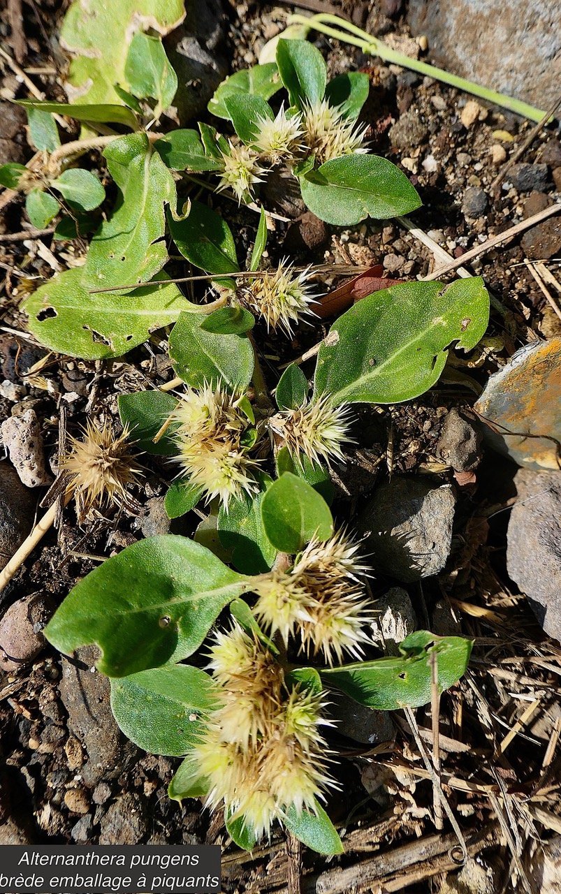 Alternanthera pungens Kunth.brède emballage à piquants.amaranthaceae.amphinaturalisé..jpeg