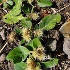 Alternanthera pungens Kunth.brède emballage à piquants.amaranthaceae.amphinaturalisé..jpeg