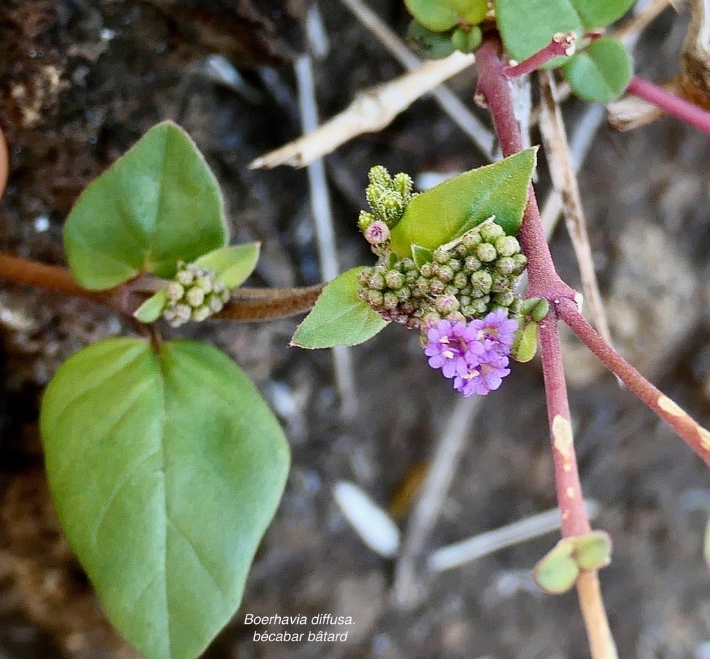 Boerhavia diffusa.bécabar bâtard.nyctaginaceae.assimilé indigène.espèce envahissante..jpeg
