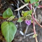 Boerhavia diffusa.bécabar bâtard.nyctaginaceae.assimilé indigène.espèce envahissante..jpeg