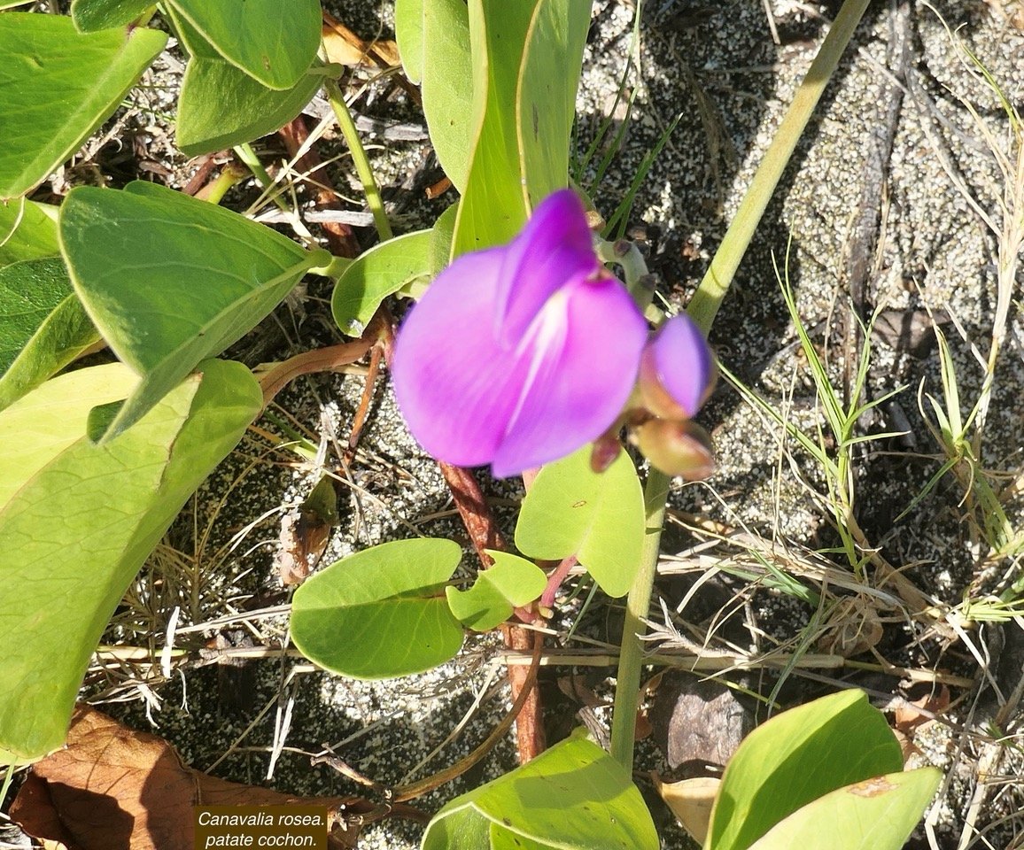 Canavalia rosea.patate cochon.fabaceae.indigène Réunion..jpeg