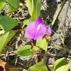 Canavalia rosea.patate cochon.fabaceae.indigène Réunion..jpeg