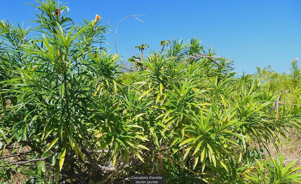 Cascabela thevetia.laurier jaunee.apocynaceae.espèce cultivée..jpeg