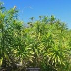 Cascabela thevetia.laurier jaunee.apocynaceae.espèce cultivée..jpeg