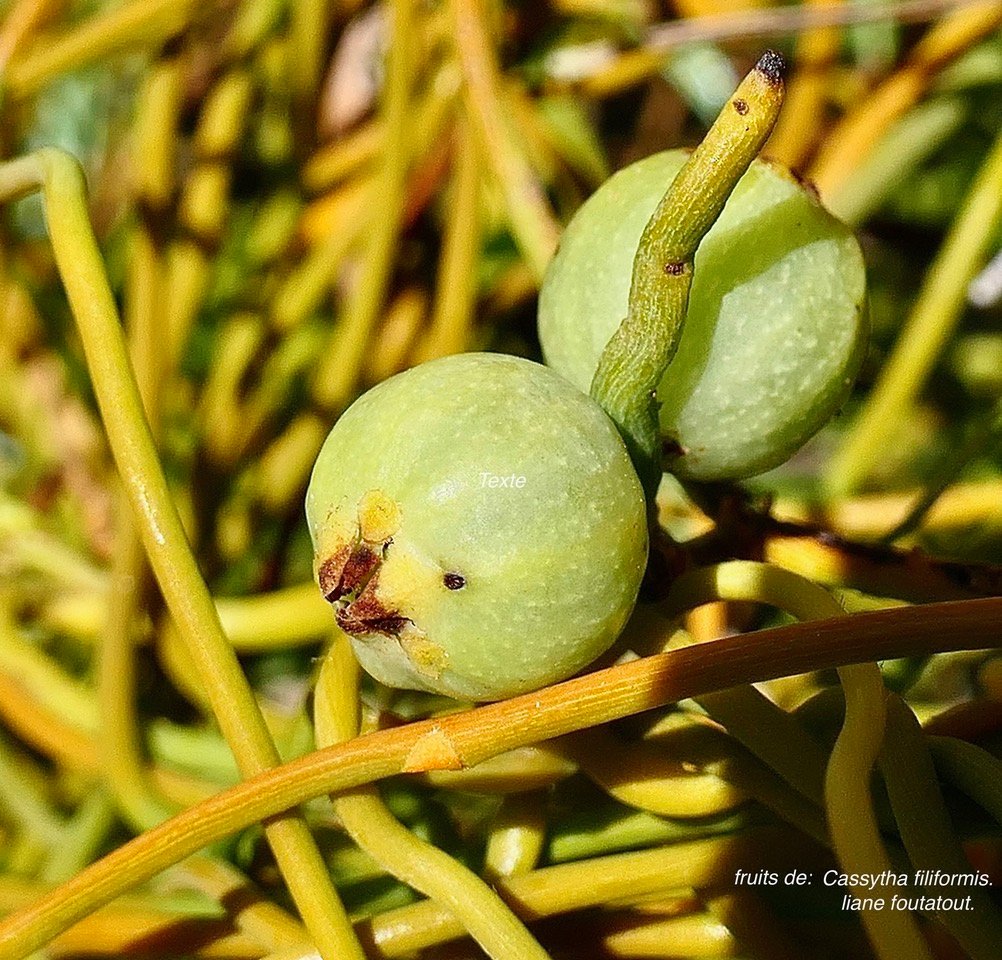 Cassytha filiformis.liane foutatout.fruits .lauraceae.indigène Réunion..jpeg