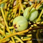 Cassytha filiformis.liane foutatout.fruits .lauraceae.indigène Réunion..jpeg