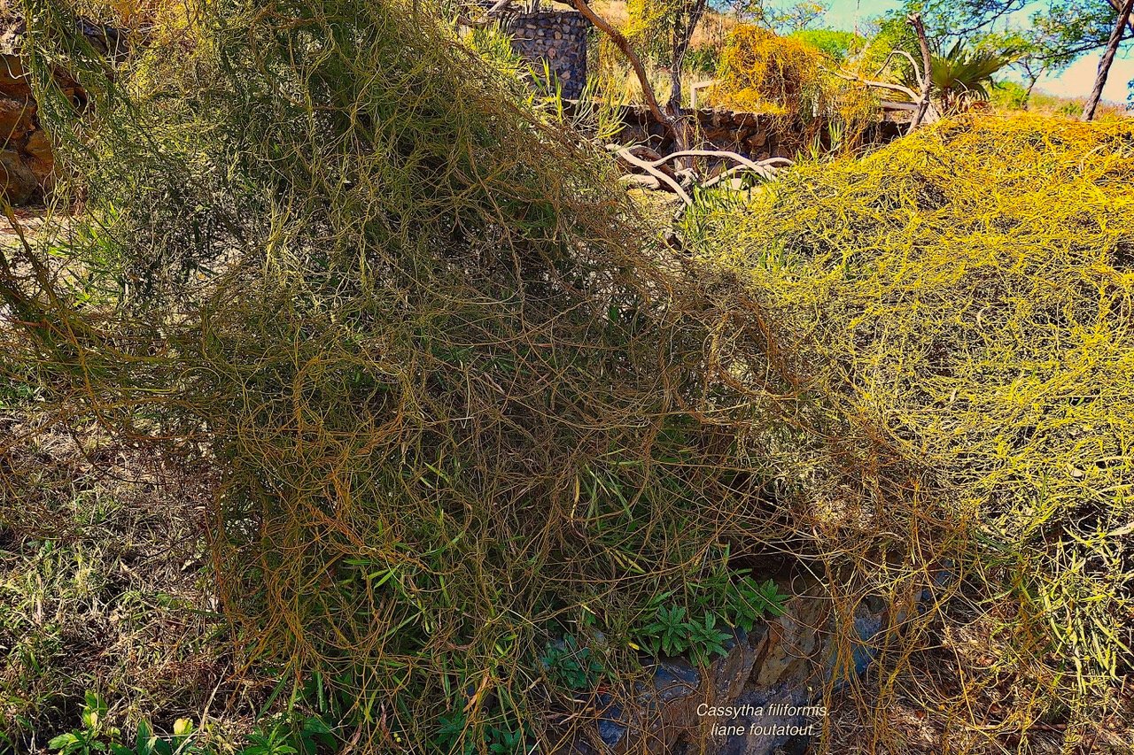Cassytha filiformis.liane foutatout.lauraceae.indigène Réunion. (1).jpeg