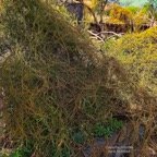 Cassytha filiformis.liane foutatout.lauraceae.indigène Réunion. (1).jpeg