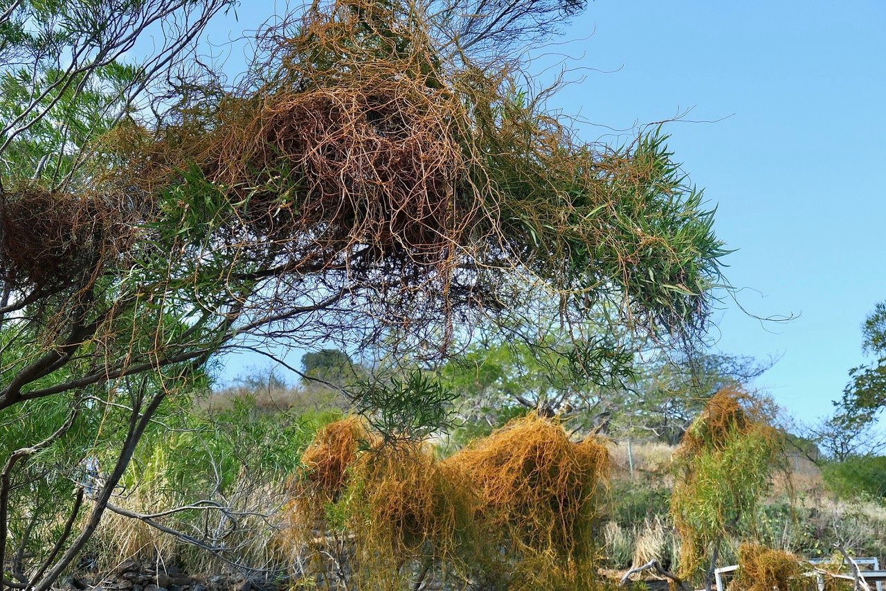 Cassytha filiformis.liane foutatout.lauraceae.indigène Réunion. (2).jpeg