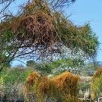 Cassytha filiformis.liane foutatout.lauraceae.indigène Réunion. (2).jpeg