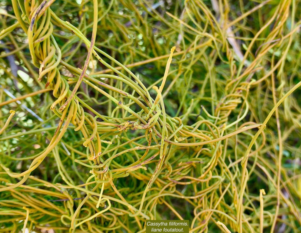 Cassytha filiformis.liane foutatout.lauraceae.indigène Réunion..jpeg