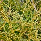Cassytha filiformis.liane foutatout.lauraceae.indigène Réunion..jpeg
